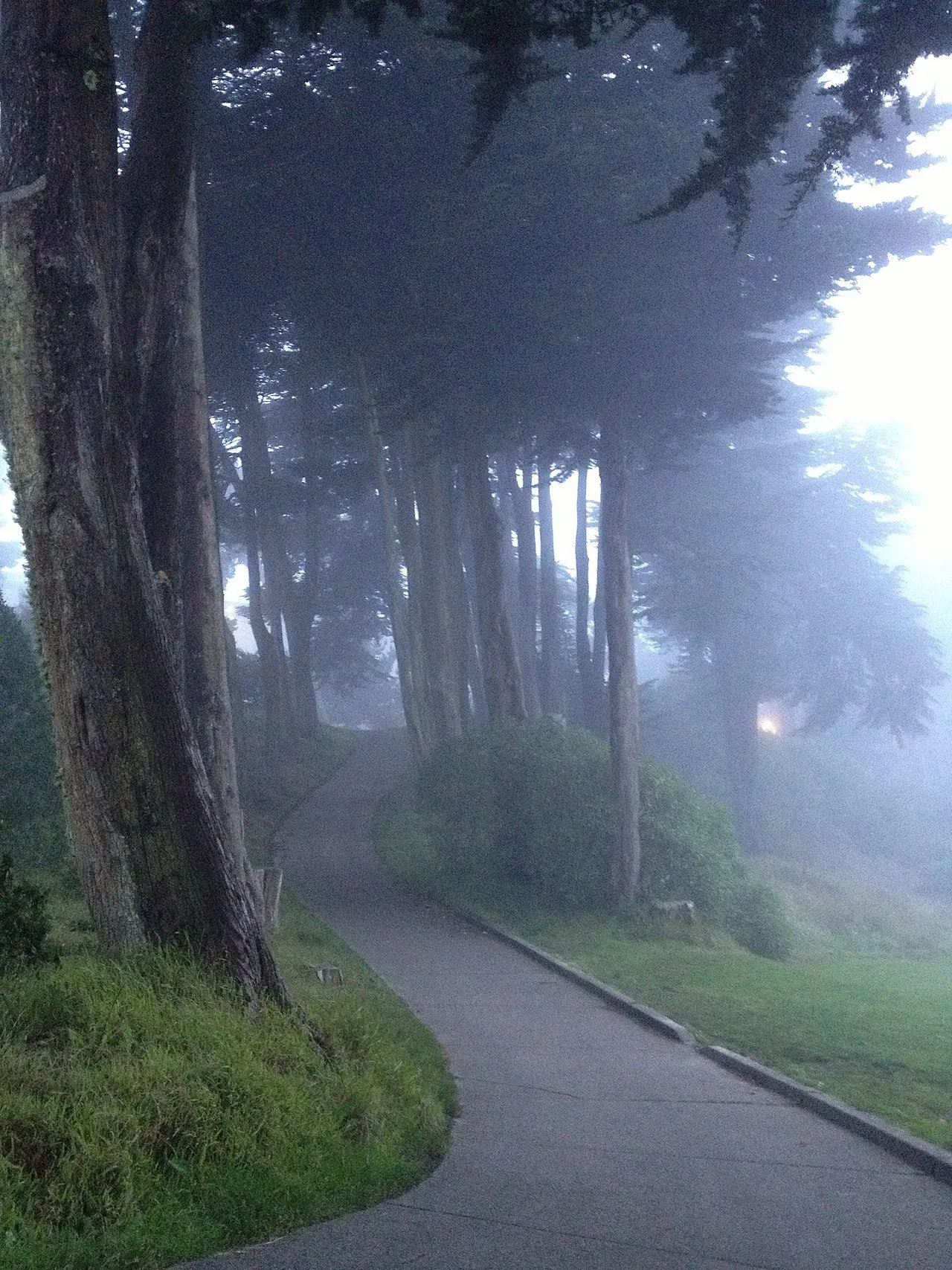 Lincoln Park SF