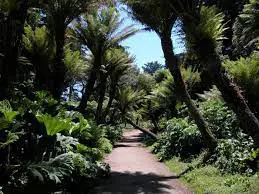 Tree Fern Dell (Mescaline Grove)