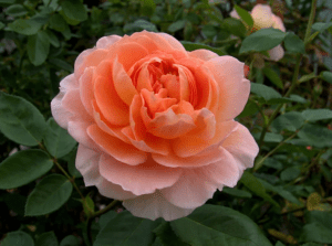 85th Annual Free Mother’s Day Rose Show