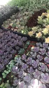Free DIY Mini Succulent Potting Party at Dolores Park