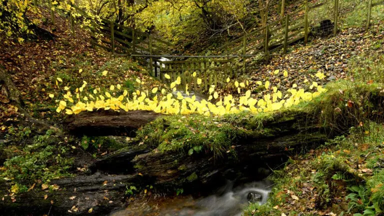 Andy Goldsworthy: For Olle & Once The Ocean Floor With Four Artists