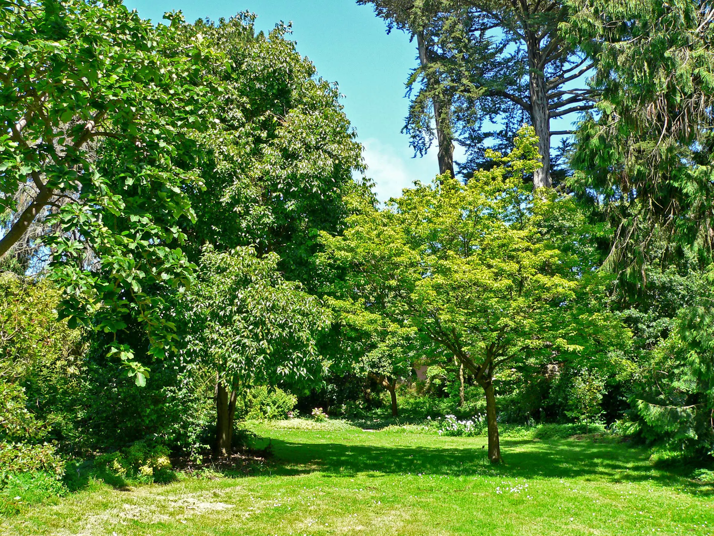 San Francisco Botanical Garden glade - San Francisco