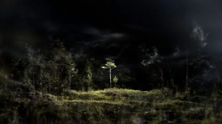 Pierce Warnecke and Matthew Biederman: Phytomorphic Topologies