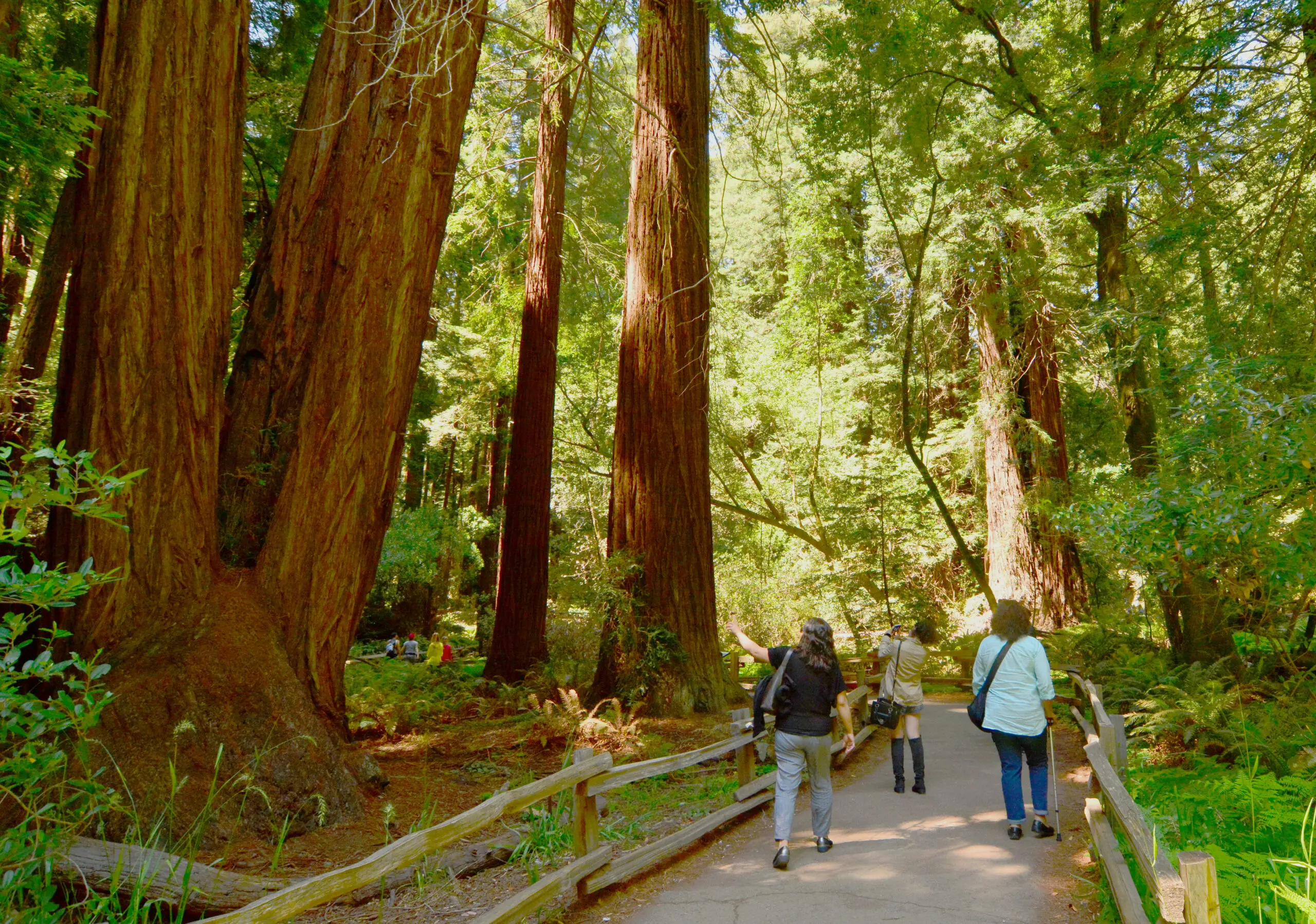 Redwoods at Muir Woods National Monument - San Francisco