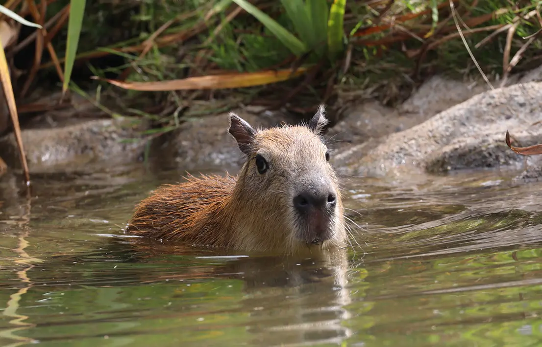 One of two young capybaras from the Sacramento Zoo swimming in the Puente al Sur pond at the San Francisco Zoo - San Francisco