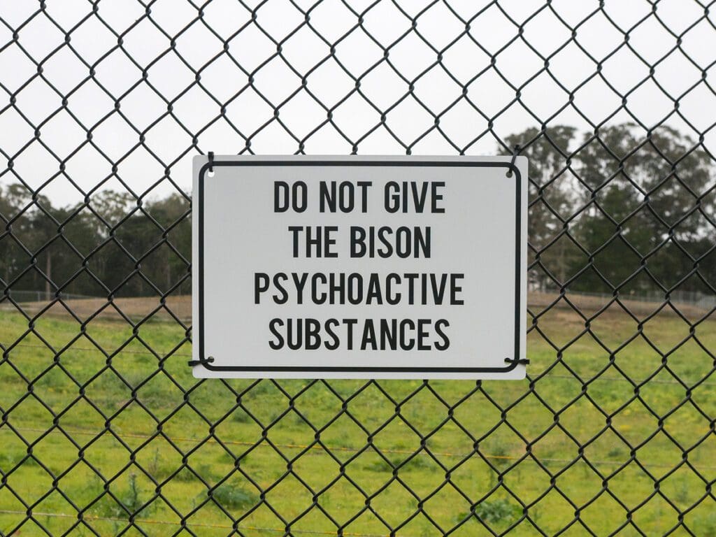 Golden Gate Park bison