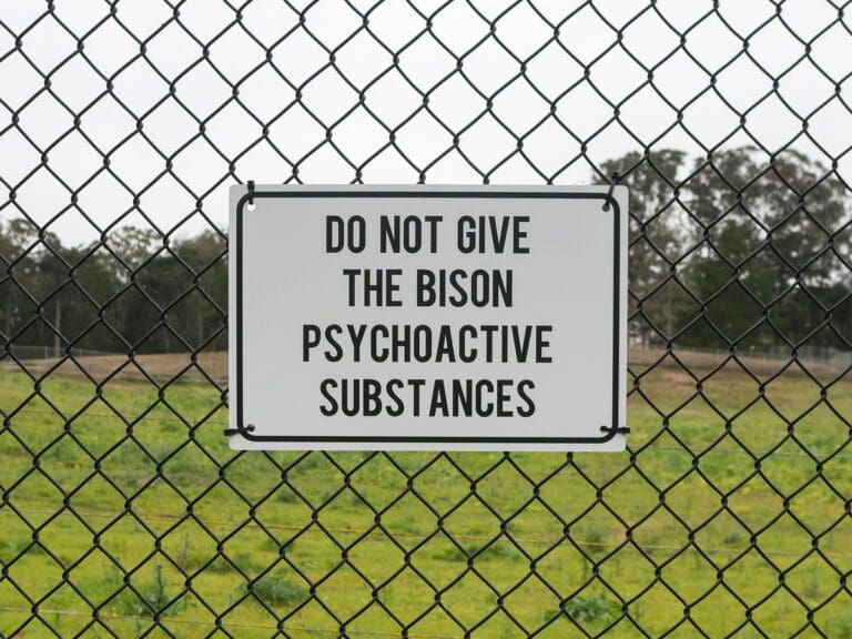 Golden Gate Park Bison Paddock