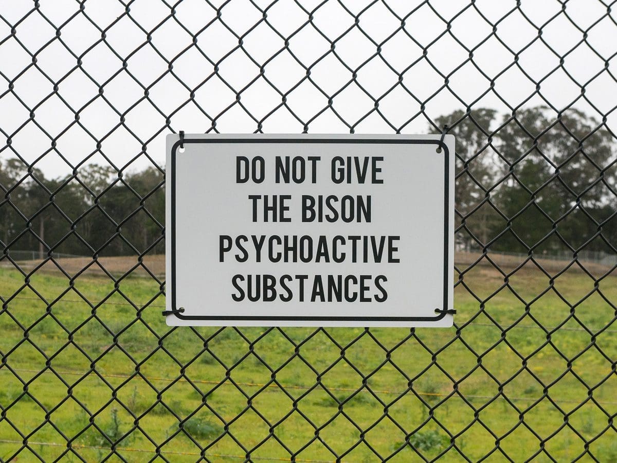 Golden Gate Park bison