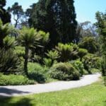 Mescaline Grove SF Golden Gate Park