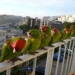 Parrots of telegraph hill