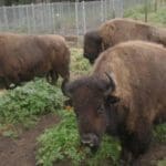 Golden Gate Park bison