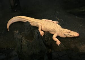 Claude the Albino Alligator