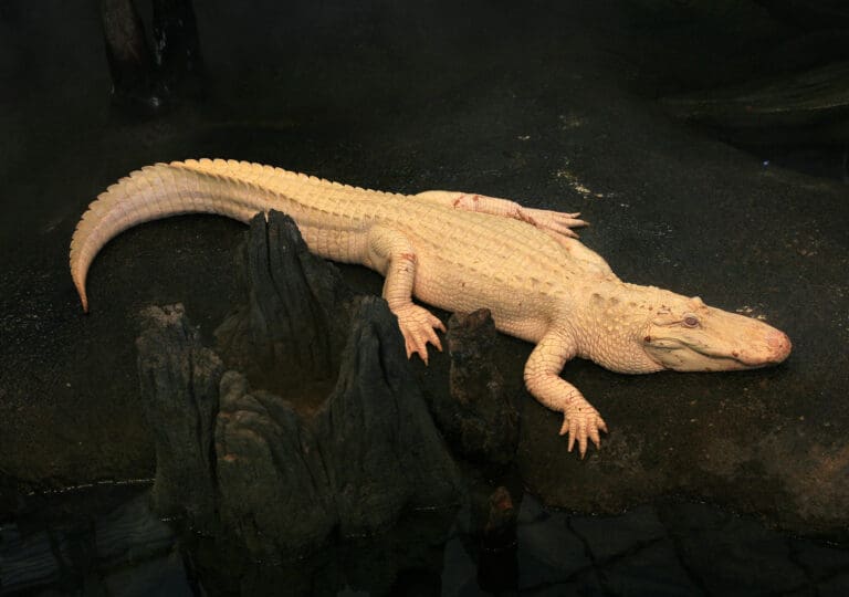 Claude the Albino Alligator