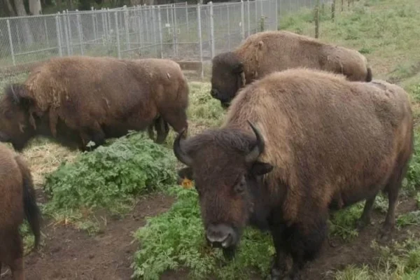 The Bison Paddock