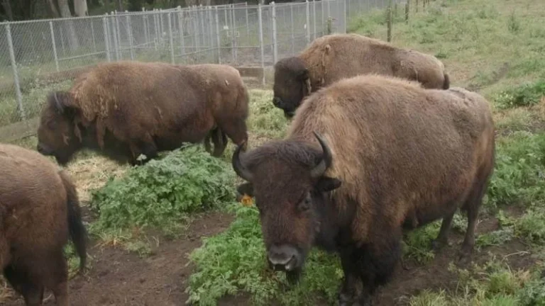 Golden Gate Park Bison Paddock