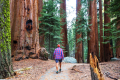 Giant-Sequoias-hike-1-e1621368783428-768x511